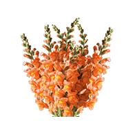 Snapdragon Flowers