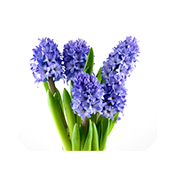 Hyacinth Flowers