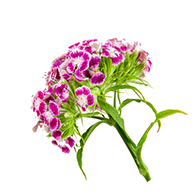 Alstroemeria