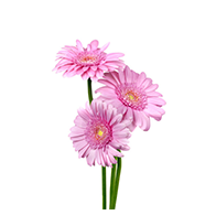 Geranium Flower